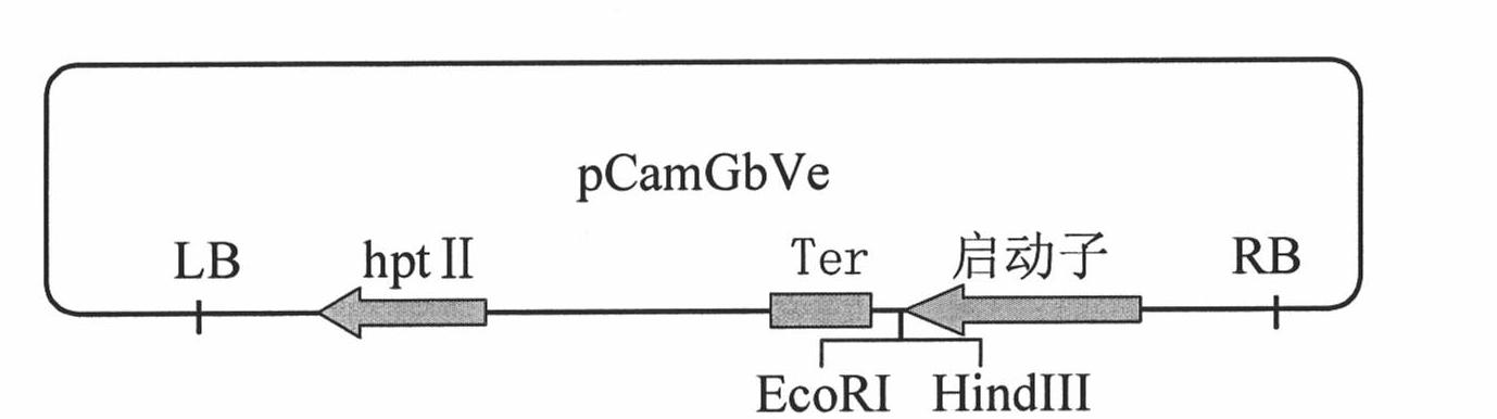 Cotton GbVe gene, protein coded thereby and use thereof in vegetable verticillium wilt resistance