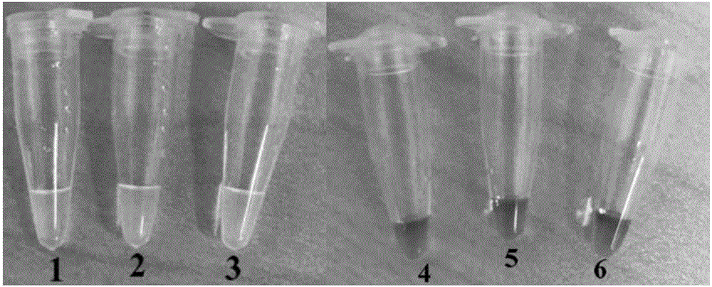 LAMP (loop-mediated isothermal amplification) primer composition for detecting Candida krusei, LAMP detection kit based on LAMP primer composition, and application method of LAMP detection kit