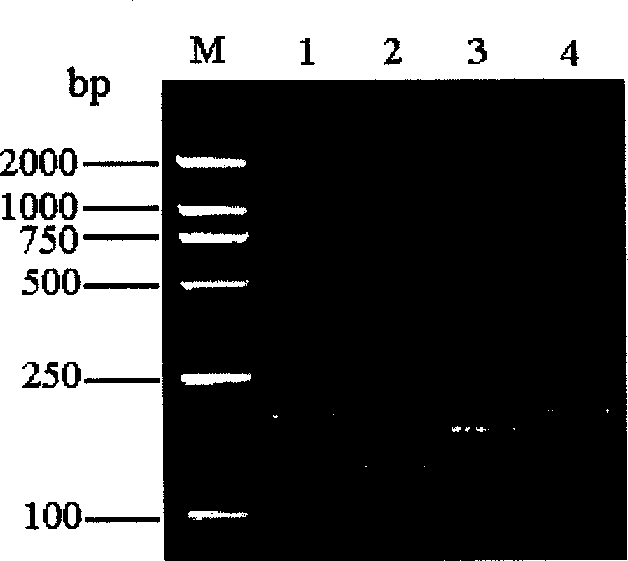 Glass gene chip for simultaneous detection of Group A, B and C human rotaviruses and the prepn and application