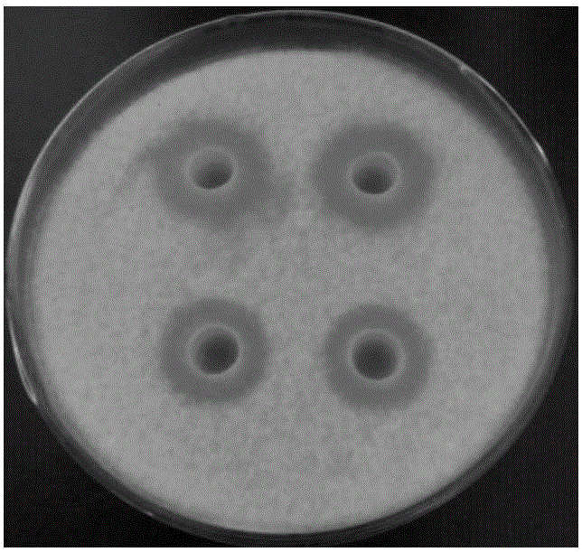 Culture method of bacillus amyloliquefaciens and application thereof