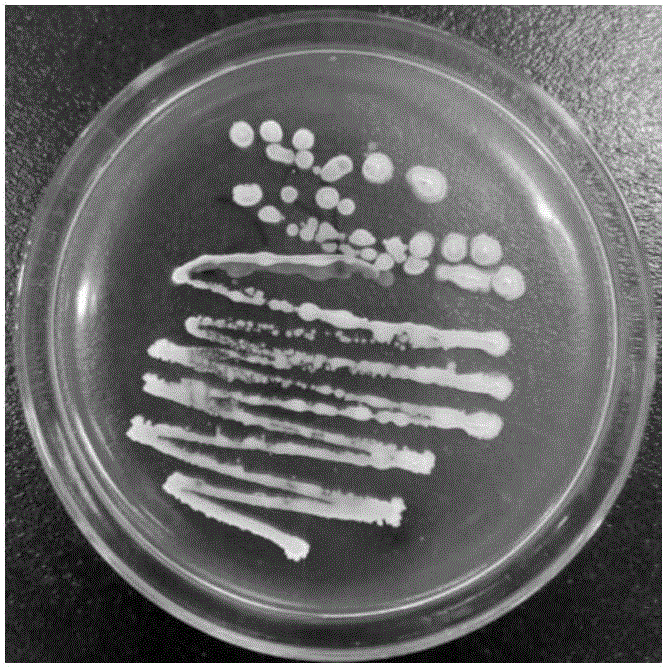 Culture method of bacillus amyloliquefaciens and application thereof