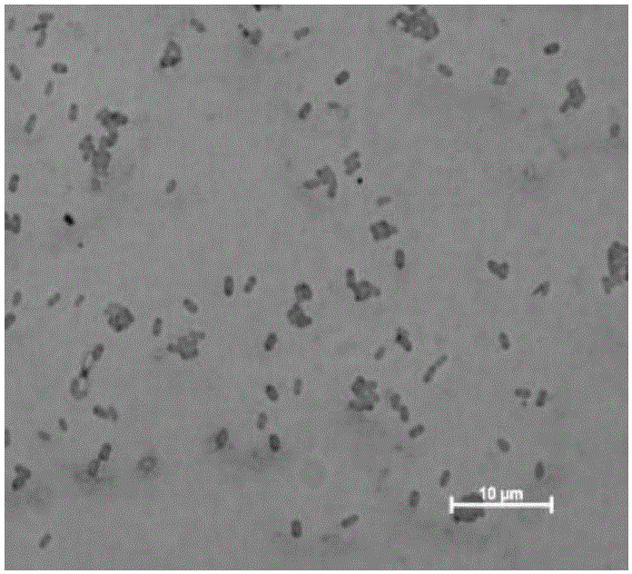 Culture method of bacillus amyloliquefaciens and application thereof