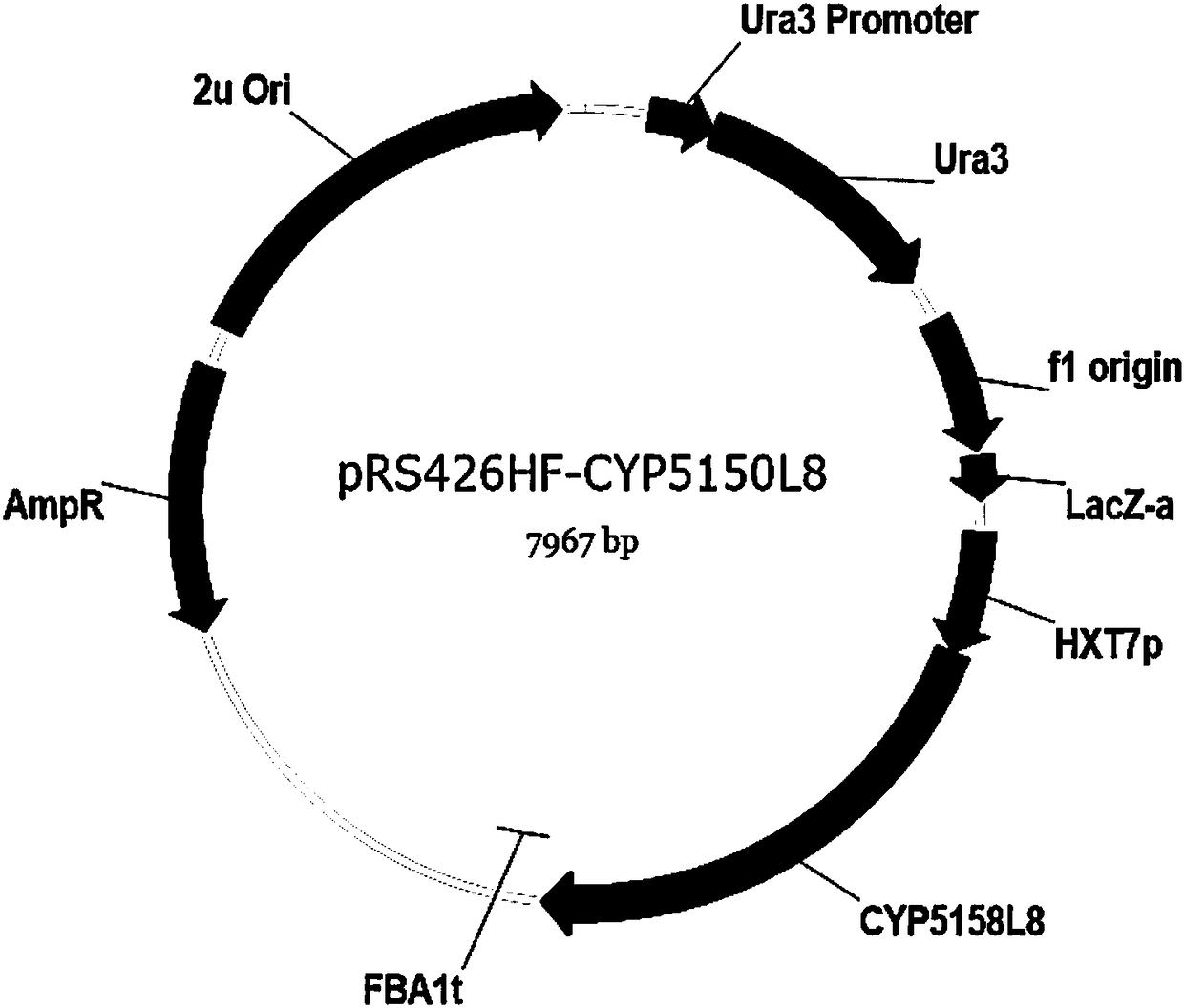 Method for heterologous biosynthesis of ganoderic acid through synthetic biological means