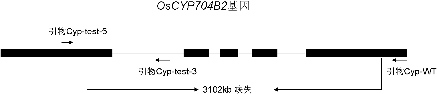 Efficient technical system for creating wide compatible rice recessive nucleic sterile line