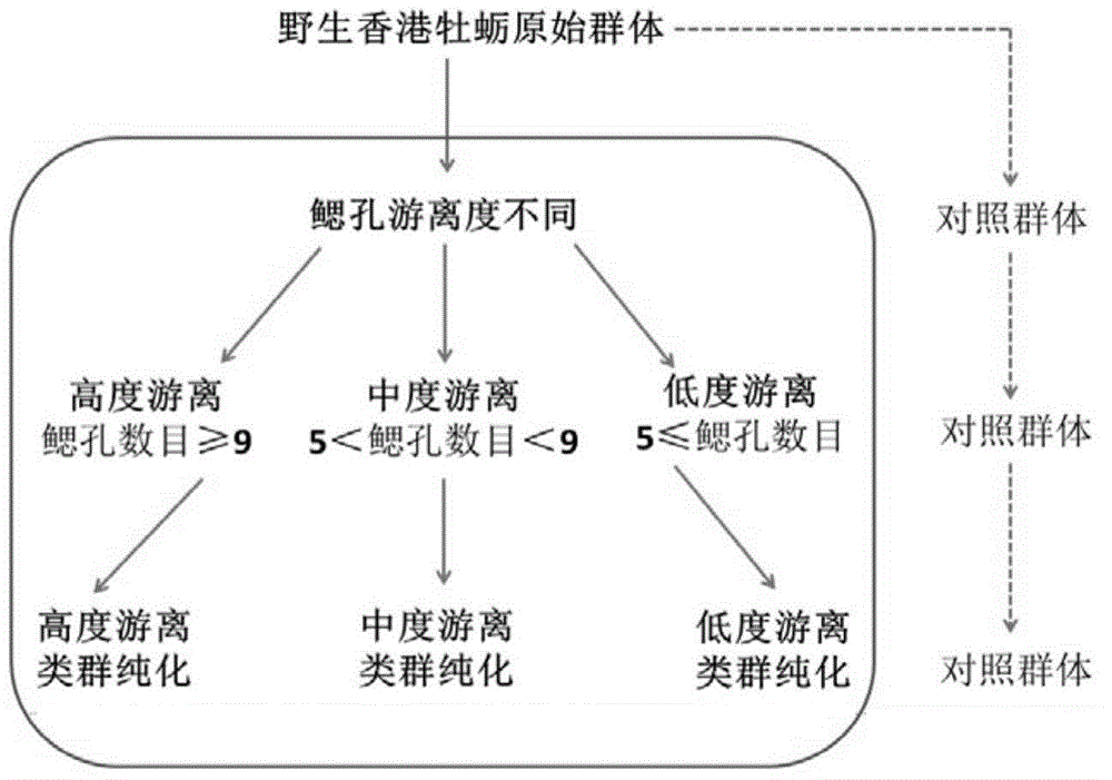 A method of Hong Kong oyster seed production marked by gill hole freeness