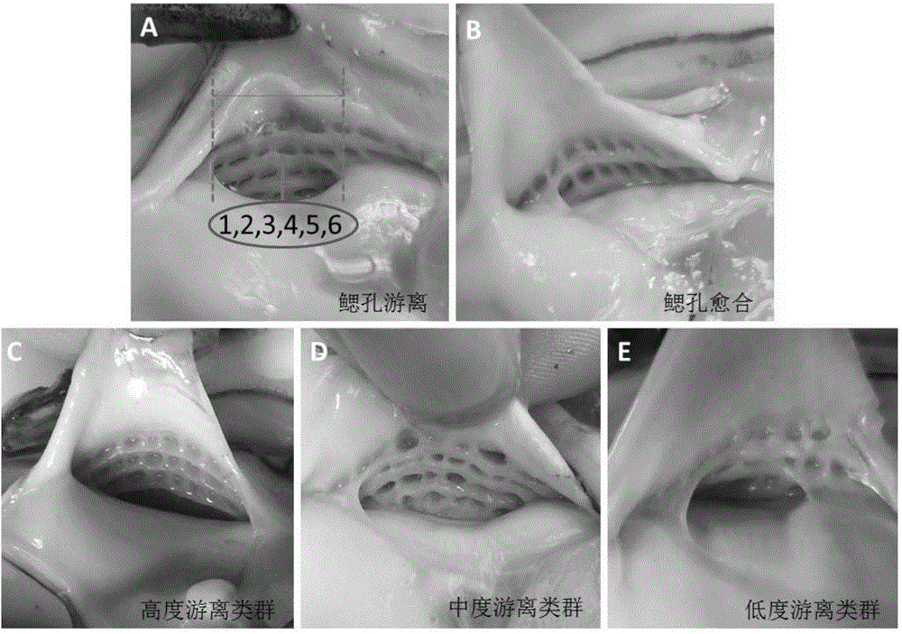 A method of Hong Kong oyster seed production marked by gill hole freeness