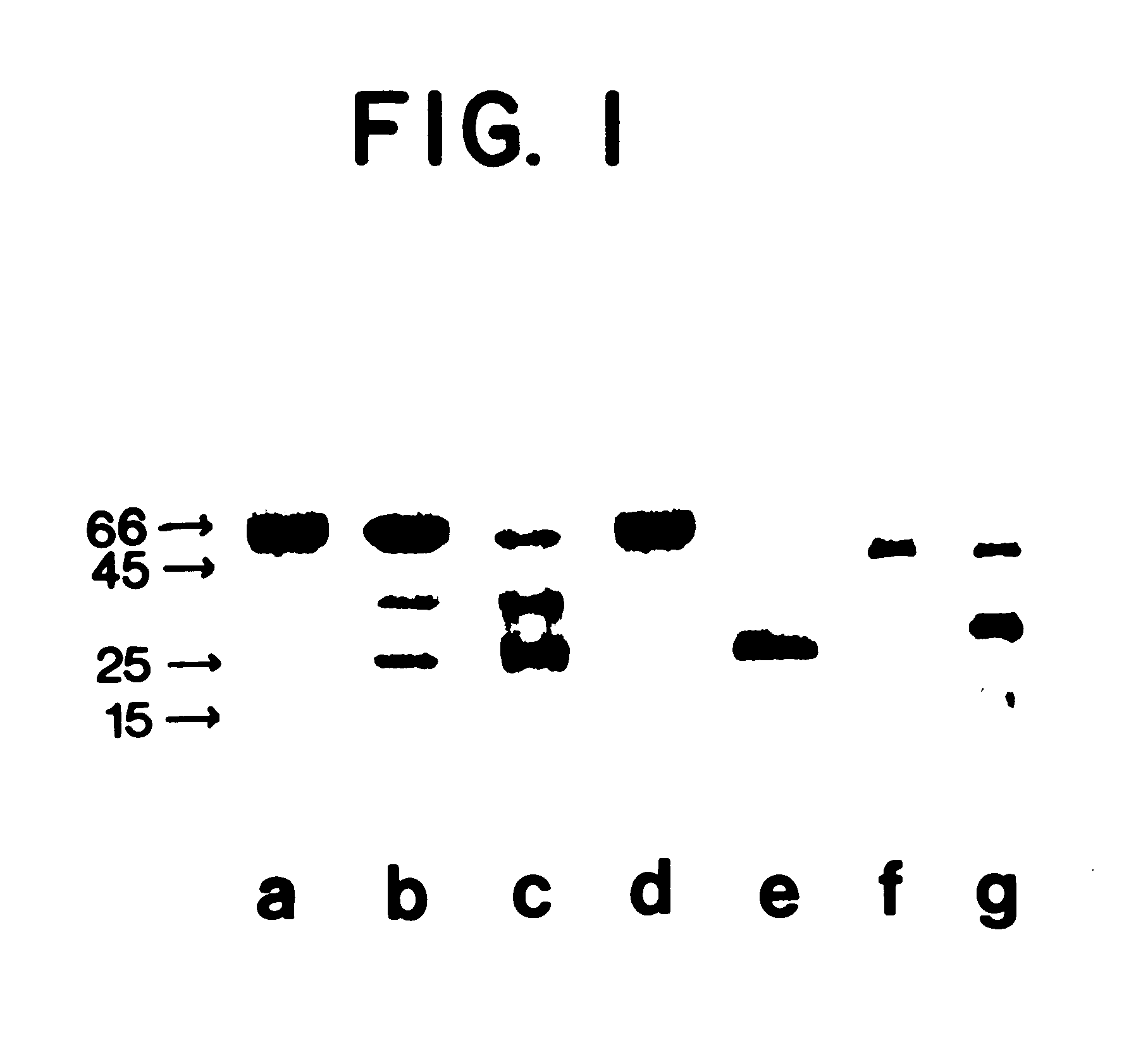 Biologically active bactericidal/permeability-increasing protein fragments