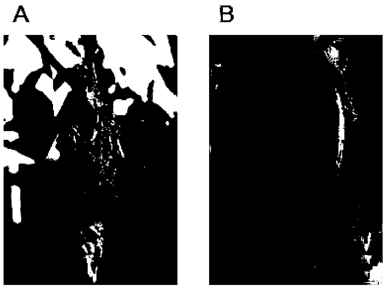 Method for producing long bagworm silk threads and production device therefor