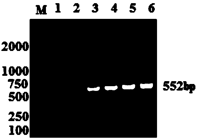 Pig epidemic diarrhea attenuated strain as well as culture method and application thereof