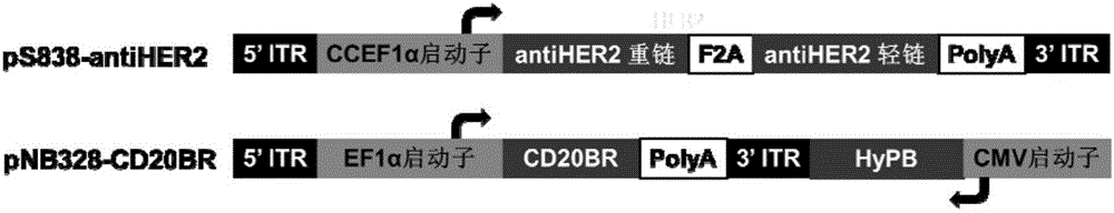 NK cell capable of efficiently and stably expressing antibody and application thereof