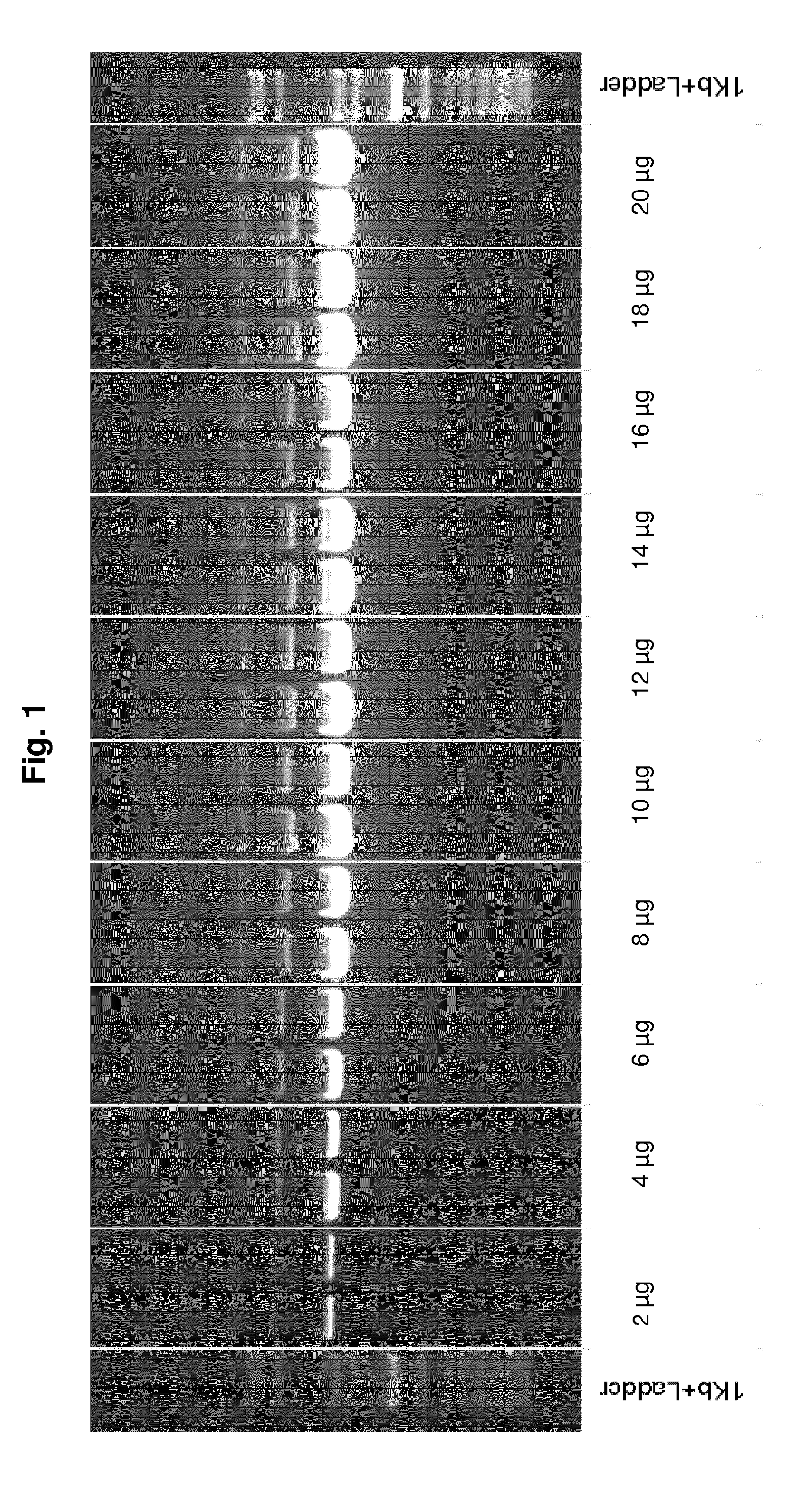 Preparation of silica particles