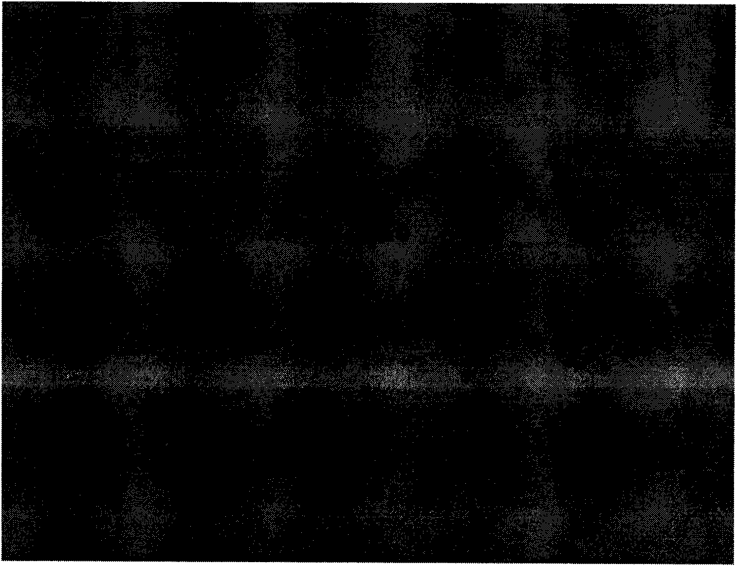 Immuomagnetic bead chromatographic test strip for rapidly detecting algae toxin and preparation method thereof