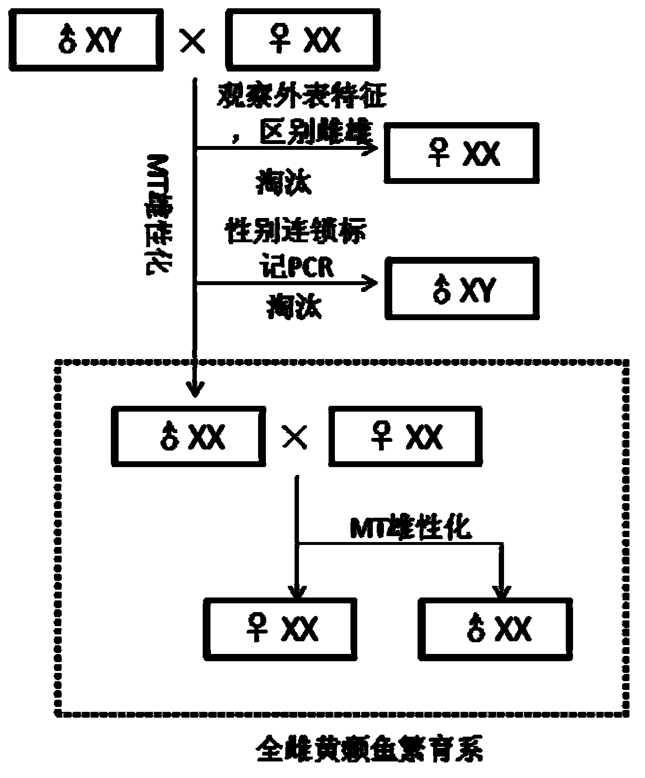 Method for establishing full-female pelteobagrus fulvidraco breeding population