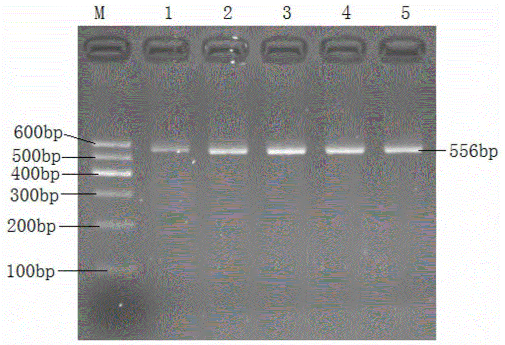 A molecular marker related to chicken reproductive performance and its application in breeding