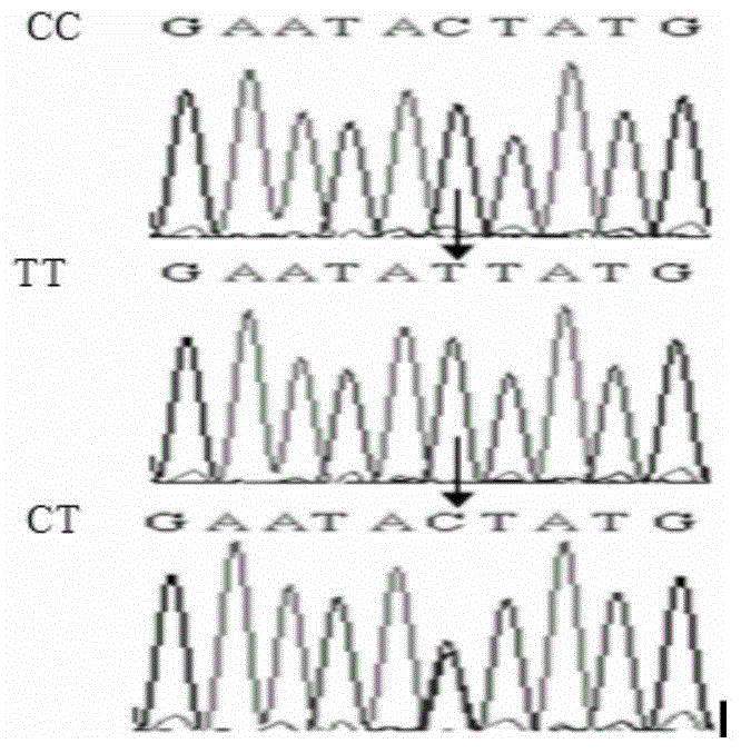 A molecular marker related to chicken reproductive performance and its application in breeding