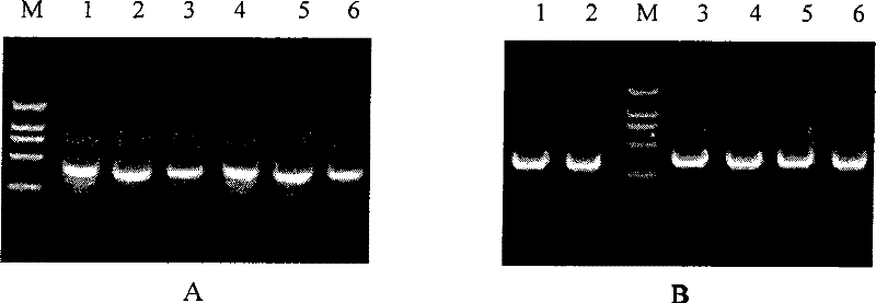 Neutralizing monoclonal antibodies against B type botulinum neurotoxin, preparation method and use thereof