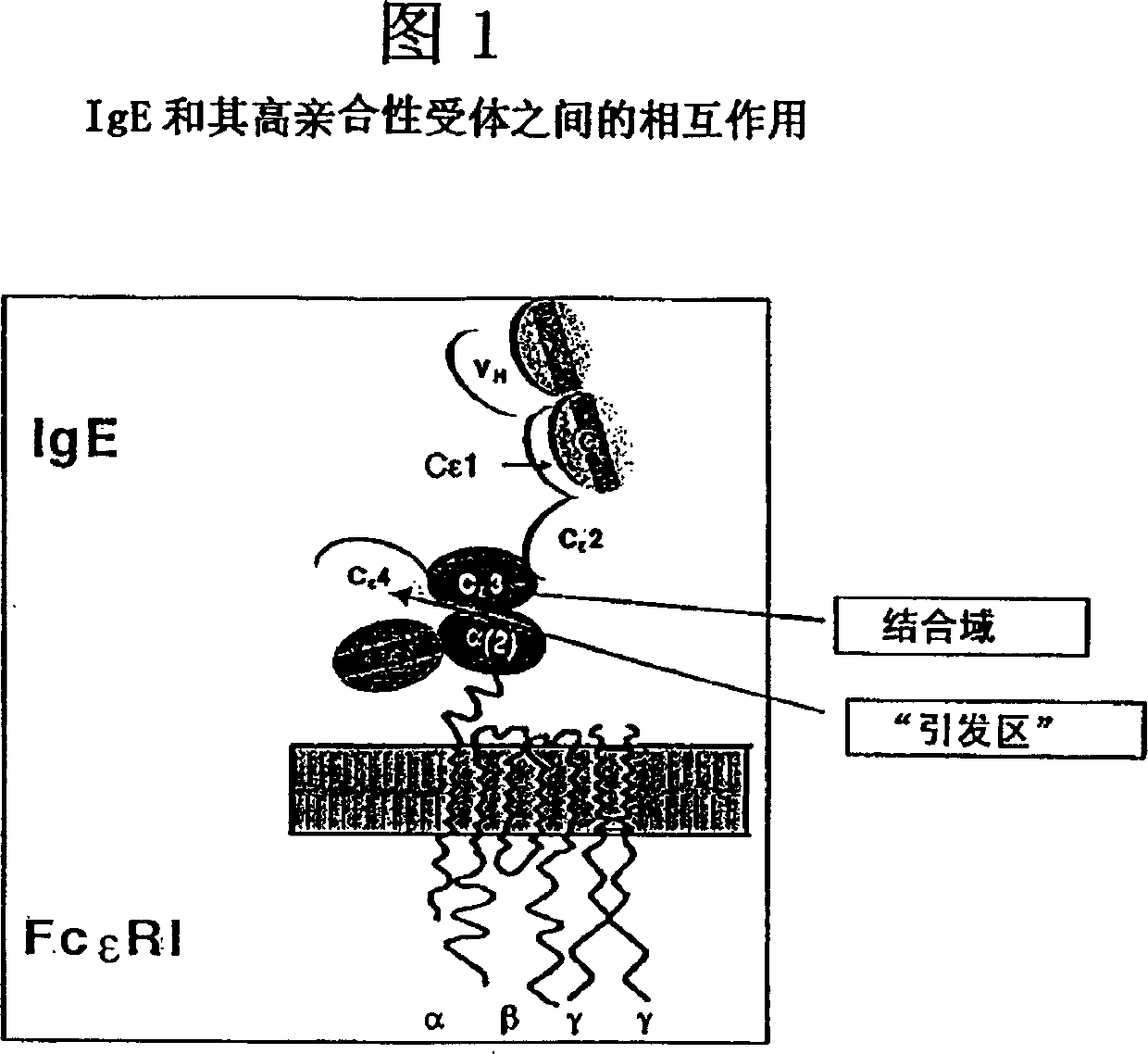 Anti-idiotypic antibodies against antibodies which inhibit the binding of immunoglobuline to its high affinity receptor