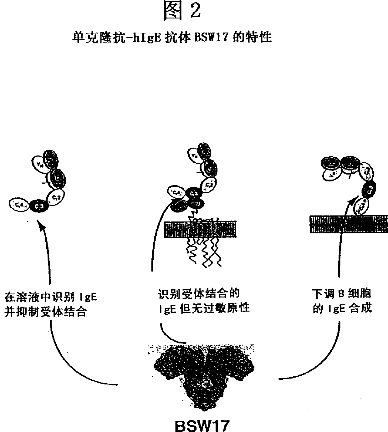 Anti-idiotypic antibodies against antibodies which inhibit the binding of immunoglobuline to its high affinity receptor