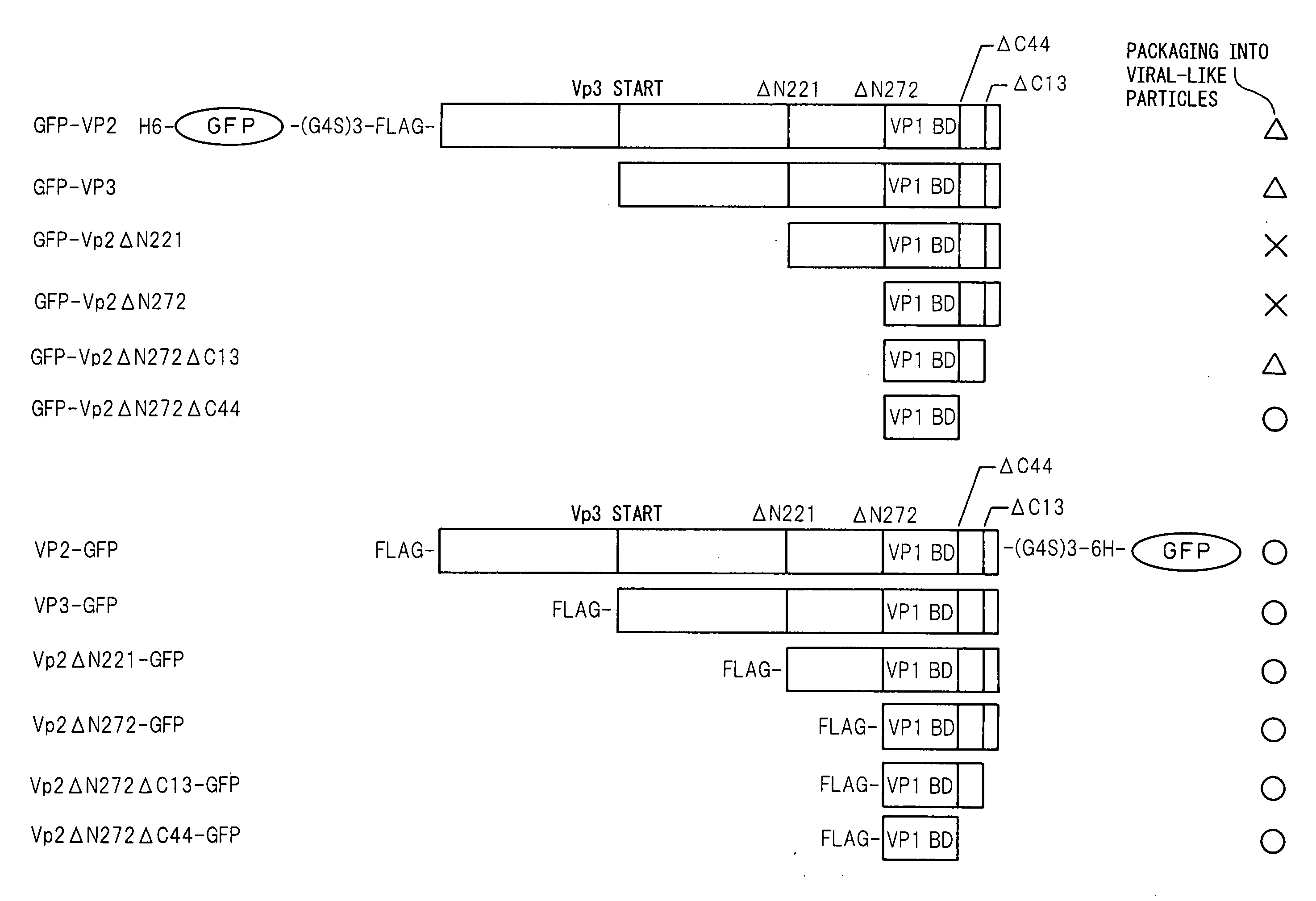 Viral Particle-Like Construct and Method of Forming the Same Under Physiological Conditions