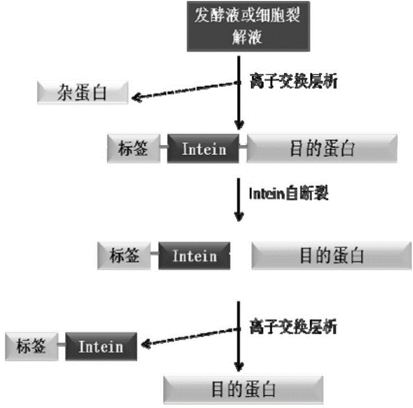 Fusion expression and purification method for recombinant proteins by aid of alkaline tags and intein