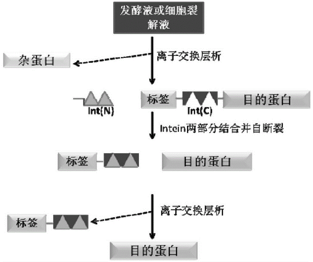 Fusion expression and purification method for recombinant proteins by aid of alkaline tags and intein