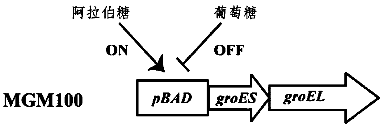 Application of Escherichia coli molecular chaperone GroEL/ES in synergic synthesis of plant Rubisco