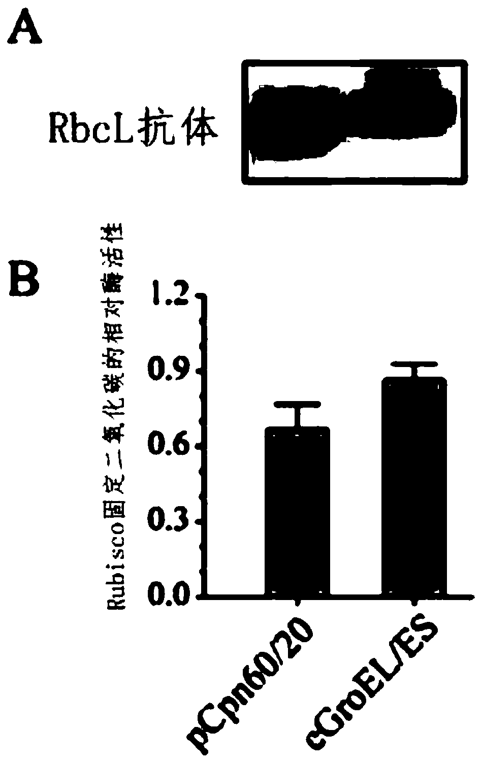 Application of Escherichia coli molecular chaperone GroEL/ES in synergic synthesis of plant Rubisco