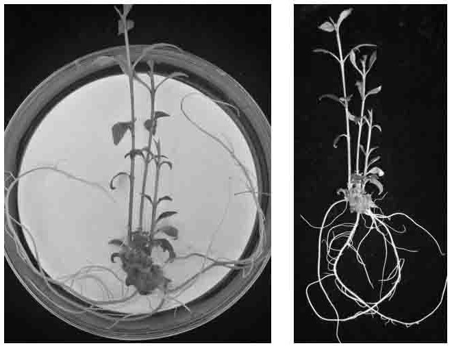 The medium and use for rapidly promoting the proliferation and rooting of ash shoot tips at the same time