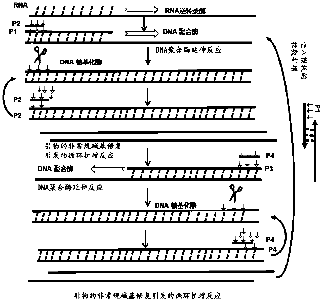 Primer composition, kit and method for detecting novel coronavirus