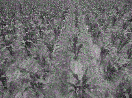 Interlacing whole edge row planting method for corn