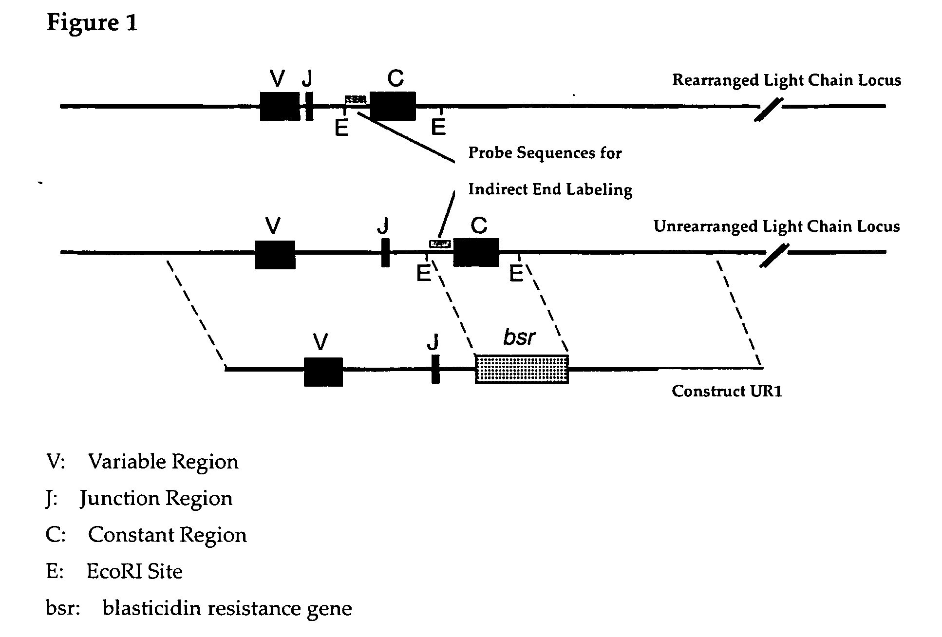 Method of enhancing homologous recombination of somatic cells and method of constructing specific antibody