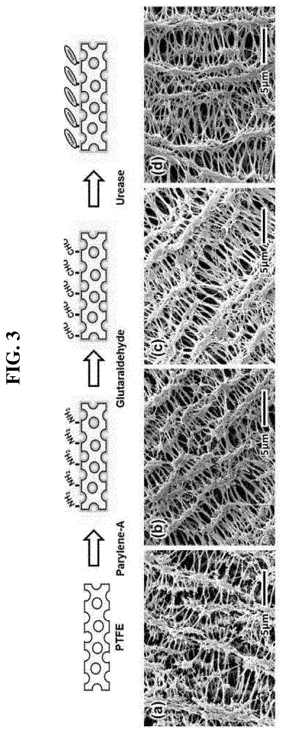 Parylene-a-coated insoluble porous membrane-based portable urea biosensor for use in flow conditions