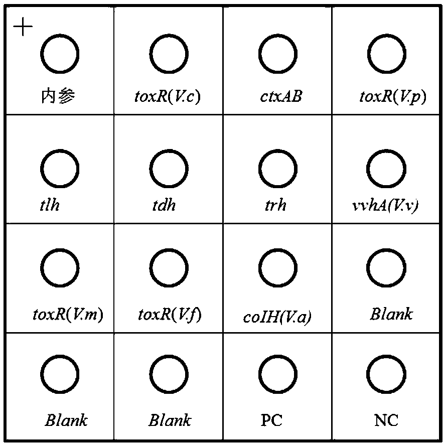 Kit for detecting pathogenic vibrios