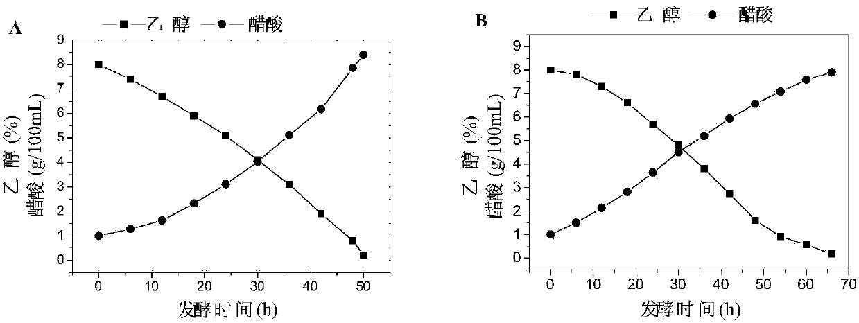 Genetic engineering acetic acid bacteria of overexpressing coenzyme PQQ (pyrroloquinoline quinone) synthetic proteins and application of bacteria