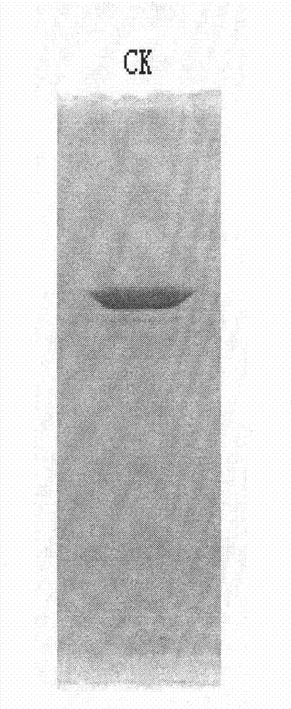 Human creatine kinase single-chain antibody with molecular chaperone function