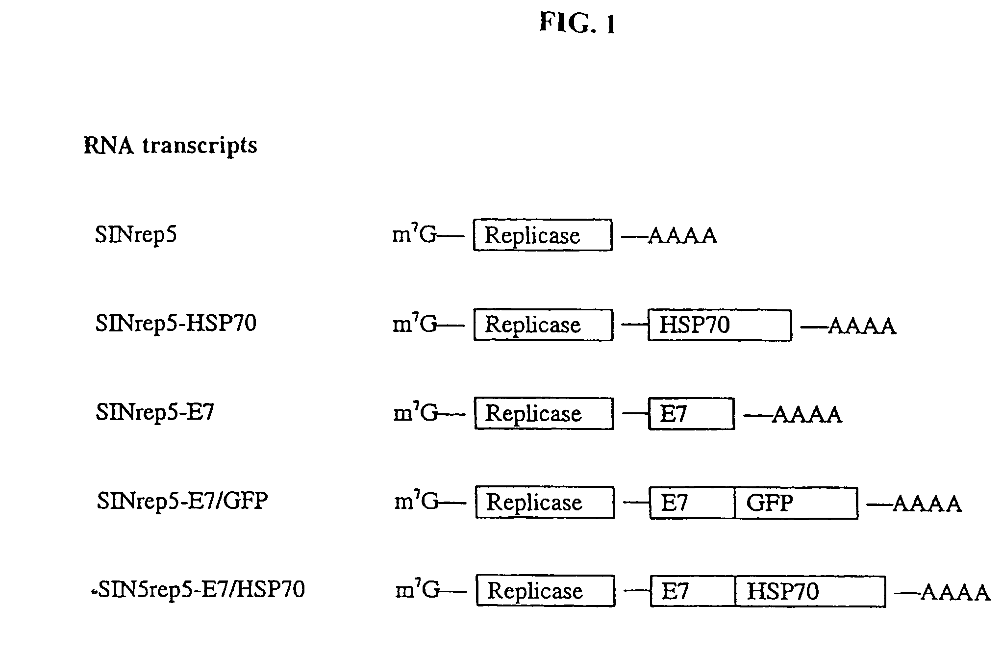 Superior molecular vaccine based on self-replicating RNA, suicidal DNA or naked DNA vector, that links antigen with polypeptide that promotes antigen presentation