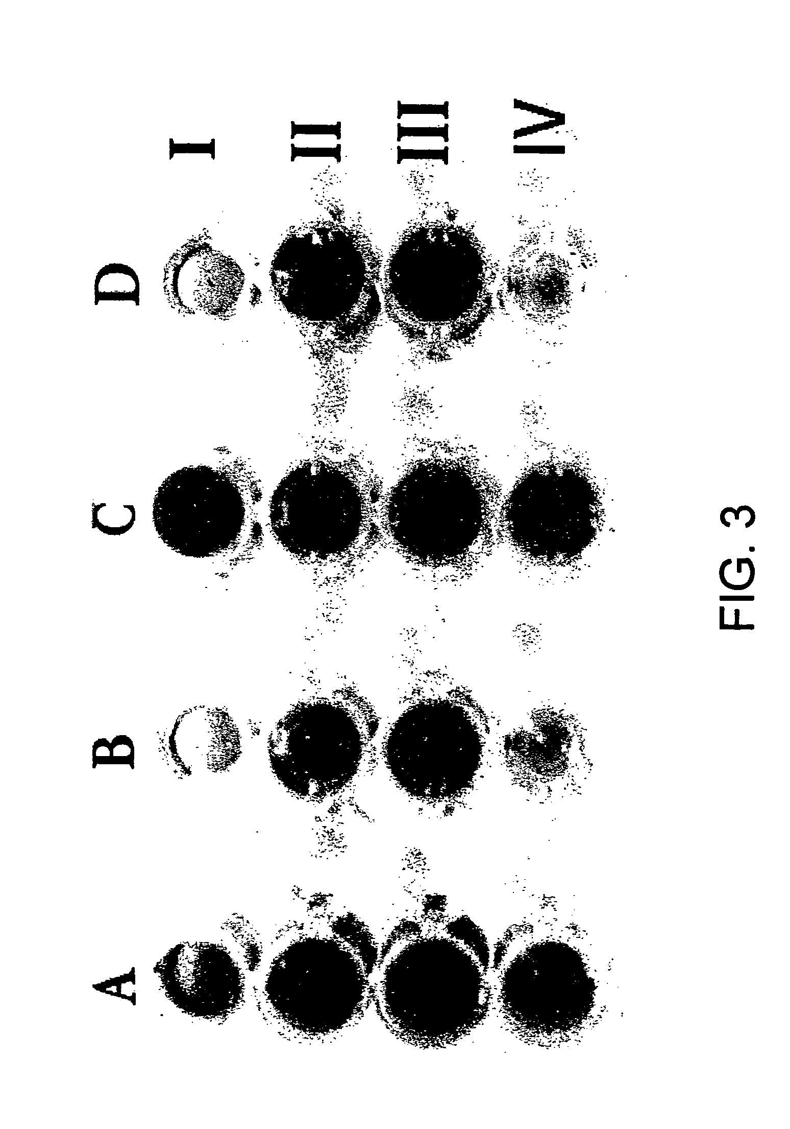 FTA-coated media for use as a molecular diagnostic tool