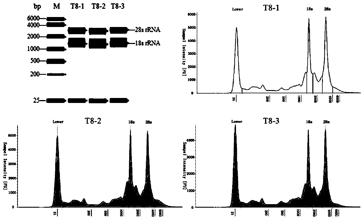 Method for extracting high-quality total RNA from mesenteric adipose tissues of grass carps