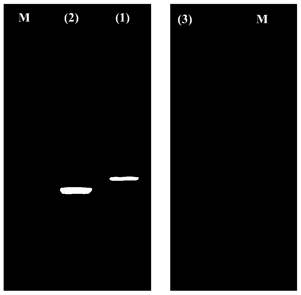 Carassius auratus hypoxia-inducible factor HIF-1alpha gene, cloning method and application