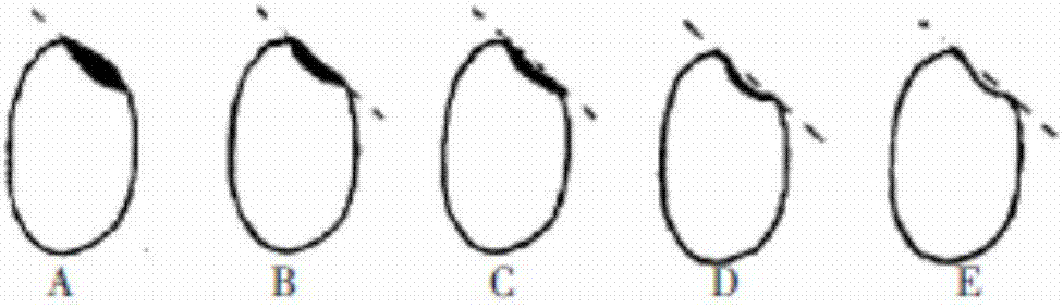 Co-production machining method of germ-remaining rice and multi-grade rice