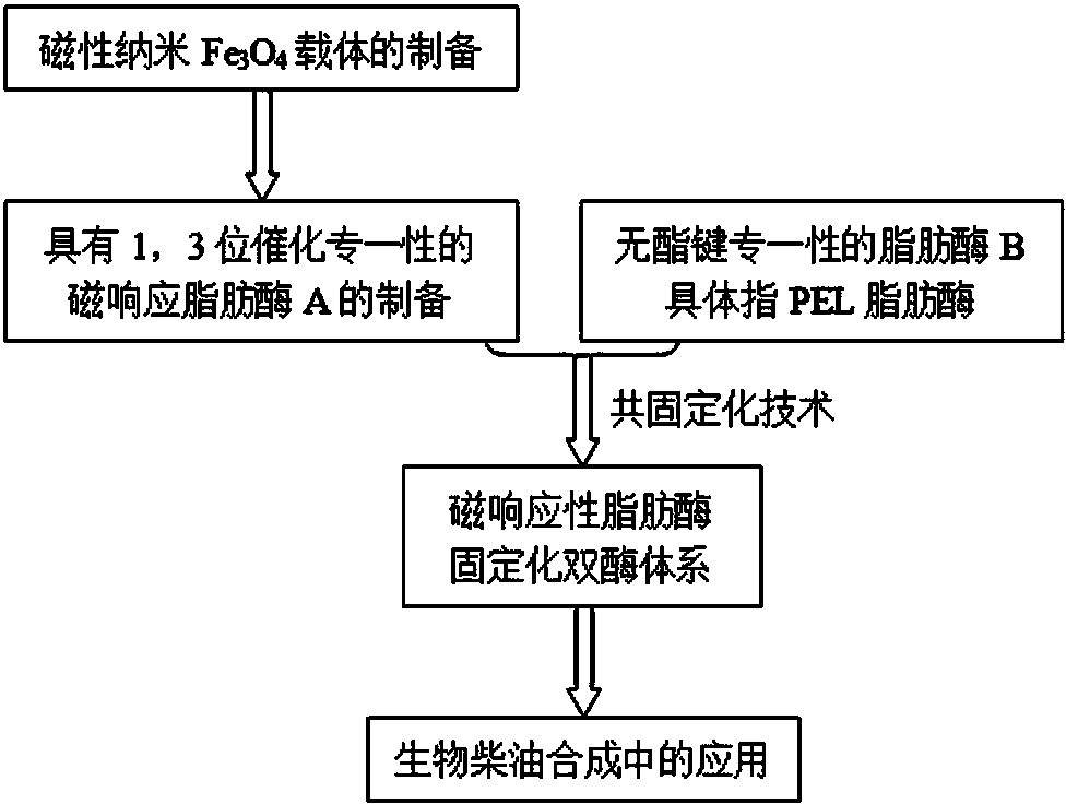 Preparation method of magnetic response composite lipase and application in biodiesel synthesis