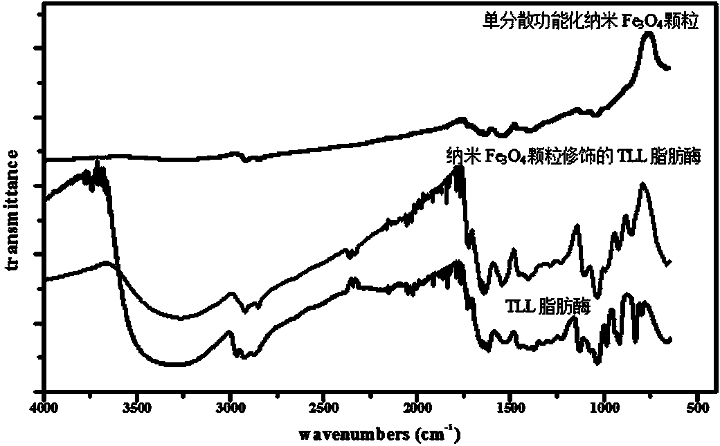 Preparation method of magnetic response composite lipase and application in biodiesel synthesis