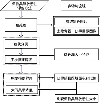 Method for losslessly evaluating ozone sensitivity of plant through leaves