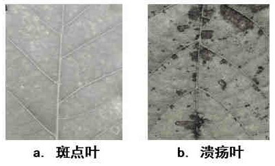 Method for losslessly evaluating ozone sensitivity of plant through leaves