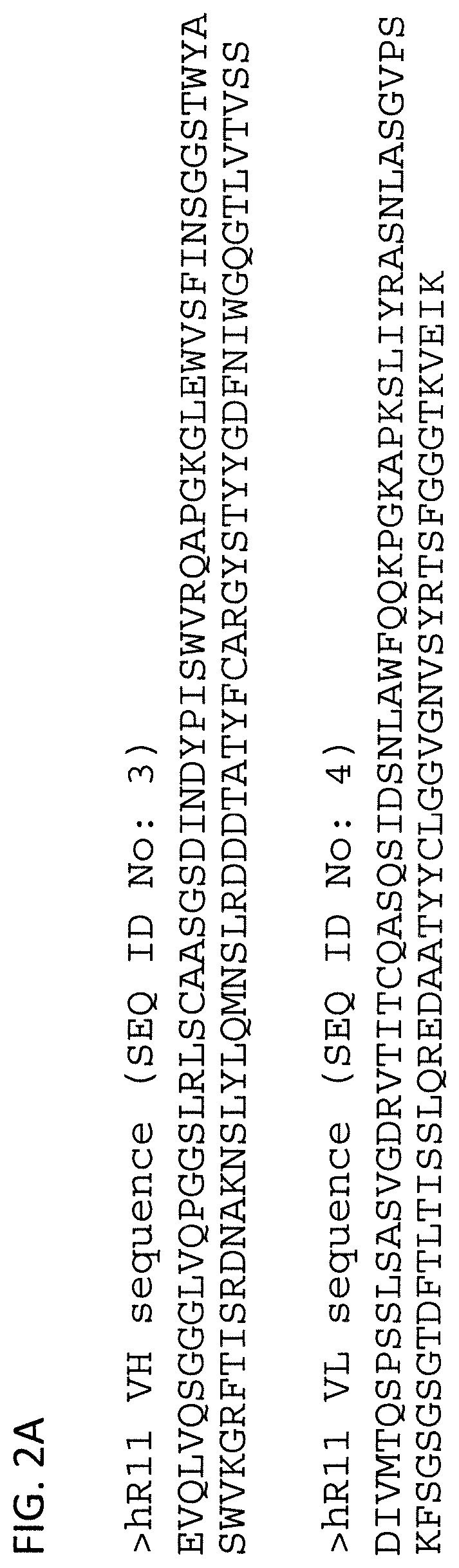 ROR1-specific chimeric antigen receptors (CAR) with humanized targeting domains