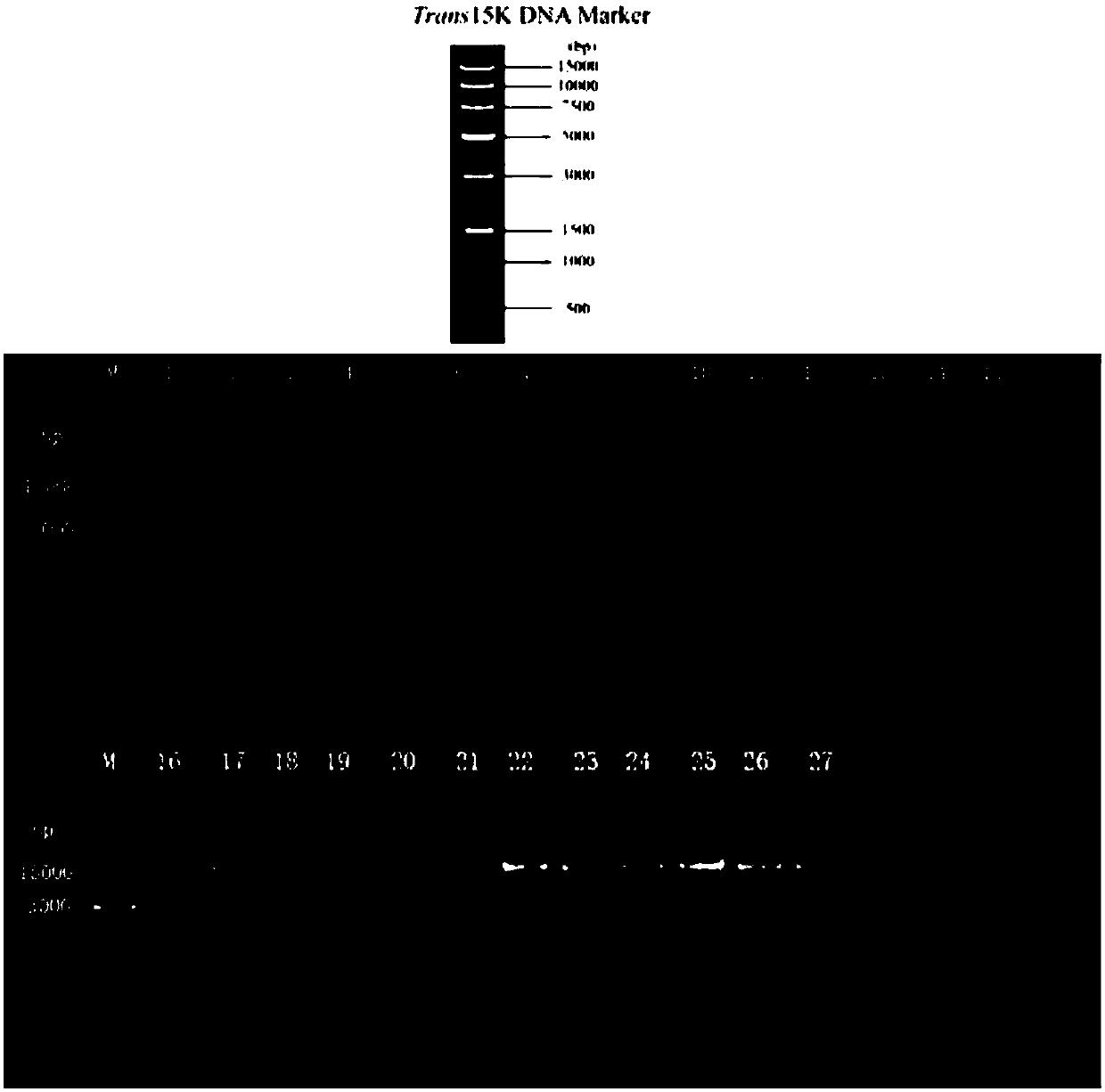 Host removal extraction and database building method for sputum microorganism metagenome