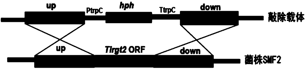 [Delta]Tlrgt2 trichoderma engineering bacteria with high yield of peptaibols and construction method and application thereof