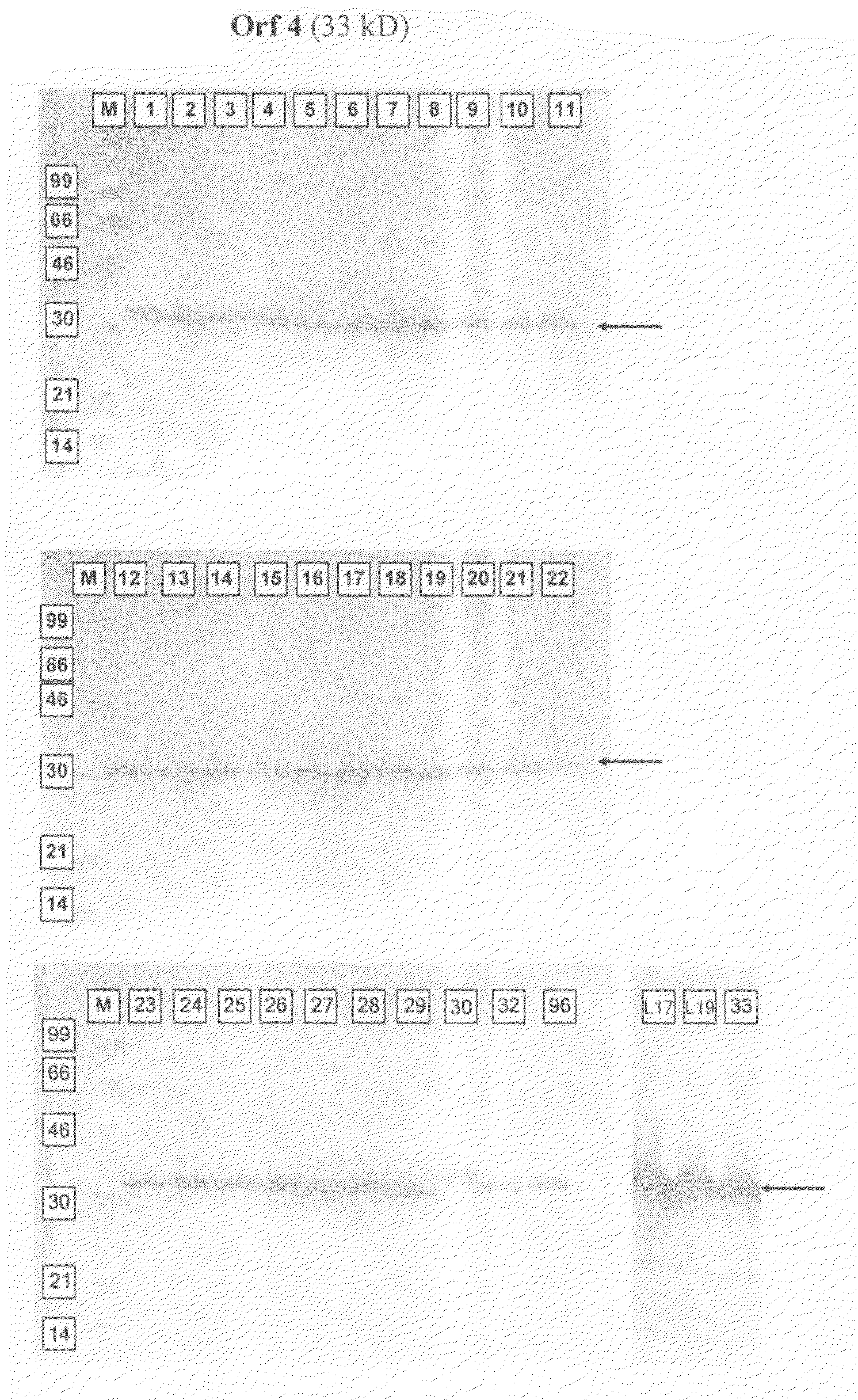 Conserved neisserial antigens