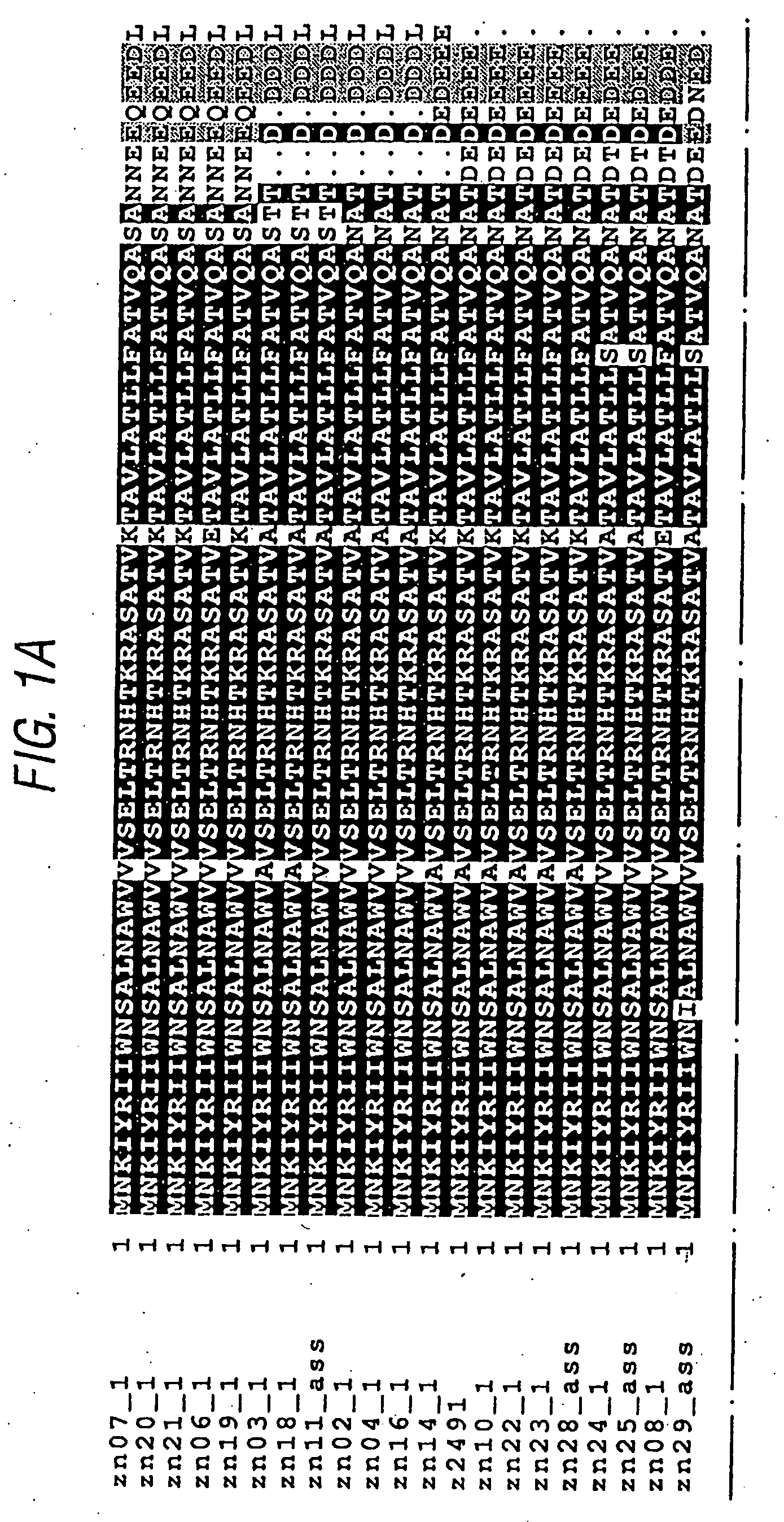 Conserved neisserial antigens