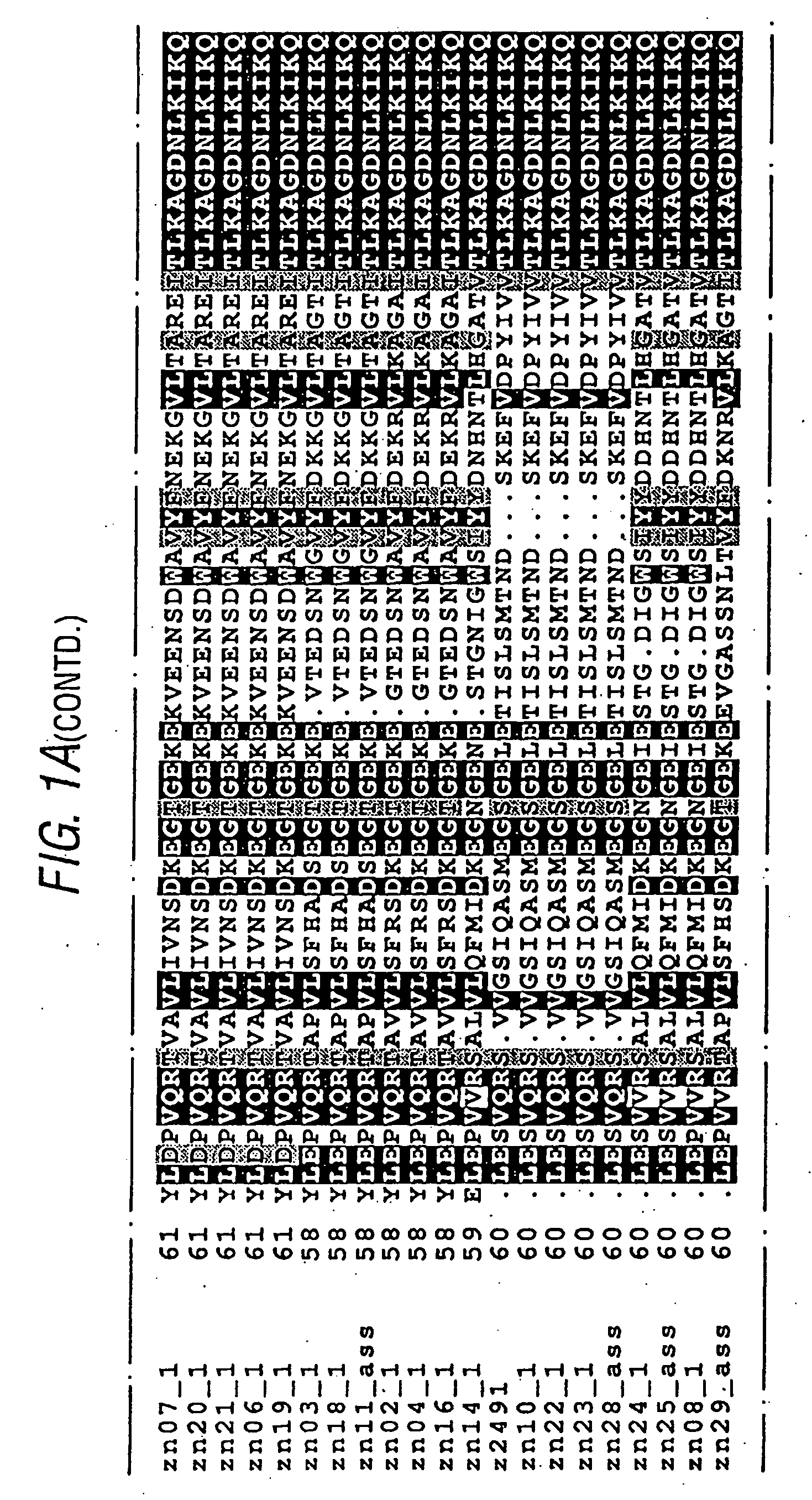 Conserved neisserial antigens